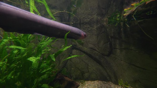 Electric eel in the water in 4k slow motion 60fps