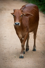 young cow goes under a path in the countryside