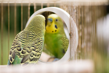 Green budgerigar parrot close up sits in cage. Cute green budgie.