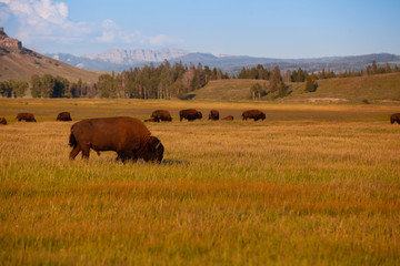 Fototapeta na wymiar The herd bison in Yellowstone National Park, Wyoming. USA.