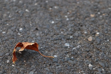 einsames Blatt