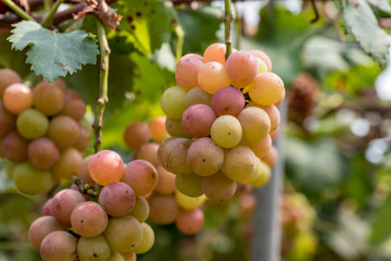 熟れ始めの樹上の葡萄の実