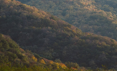 Autumn forest texture on the side of the hill