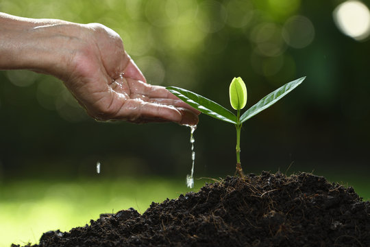 Human's hand watering a young plant on nature background