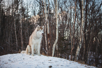Portrait of gorgeous and free Siberian husky dog sitting on the hill on the snow in the winter forest at sunset