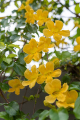 Beautiful yellow flowers with green leaves against summer blue sky background,Cat's Claw, Catclaw Vine, Cat's Claw Creeper plants