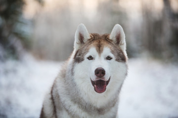 Close-up portrait of cute, happy and free siberian Husky dog sitting in the winter forest