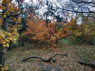 autumn in the forest