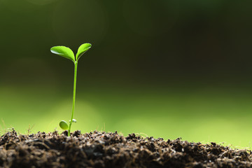 Young plant in the morning light on nature background