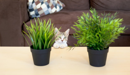 A young cat curiously peeking out from behind the table watching on the plants Portrait of a surprised young cat, closeup, Tricolor kitten, Beautiful grey cat Cute cat Kitty Kitten 