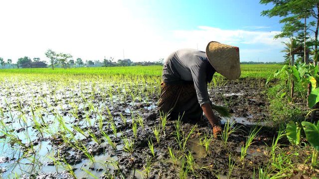 Farm worker planting rice seedlings in fertile soil Java Indonesia 