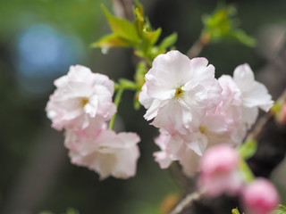 Fototapeta na wymiar flowers of tree