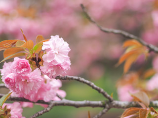 cherry blossom in spring