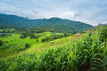 Corn farm plantation on hill landscape with Mountain View background