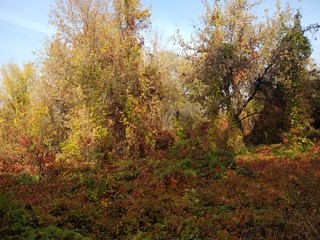 autumn in the forest