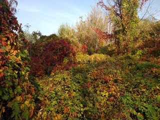 autumn in the forest