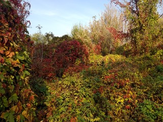 autumn in the forest