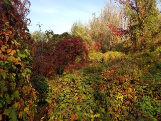 autumn in the forest