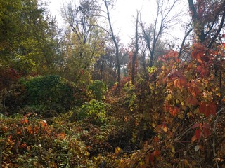 autumn in the forest