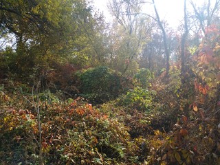 autumn in the forest