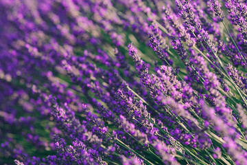Lavender flowers