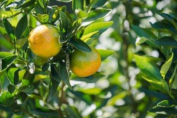 Orange plantation garden, Ripe orange hanging on a tree