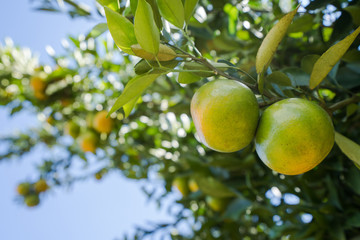 Orange plantation garden, Ripe orange hanging on a tree