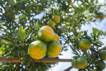 Orange plantation garden, Ripe orange hanging on a tree