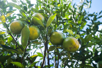 Orange plantation garden, Ripe orange hanging on a tree