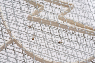 Fototapeta premium Electric Fly Swatter Mosquito Pet Insect Killer Bug Zapper Racket Battery Bat