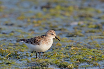 Little Stint (Calidris minuta), Crete, Greece