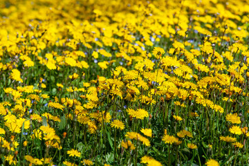 Yellow flowers field