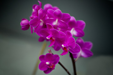 Fototapeta na wymiar Orchid exotic bright