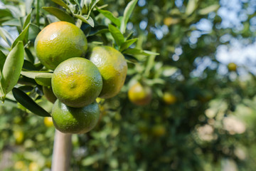 Orange plantation garden, Ripe orange hanging on a tree