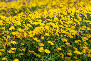 Yellow flowers field