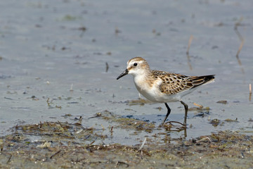 Little Stint (Calidris minuta), Crete, Greece