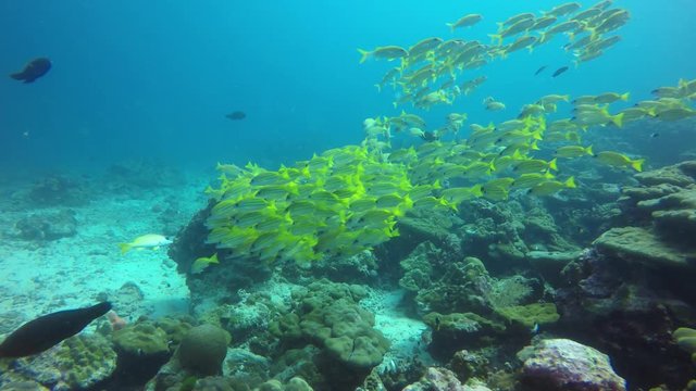 Bigeye Snapper fish and goatfish on underwater coral reef in Indian Ocean 