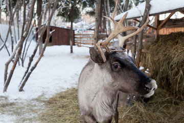 deer in a cage in the winter next to hay