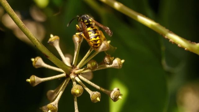 Wasp comes flying to inflorescence of ivy and scares away another yellowjacket and housefly that were harvesting nectar. We follow the beautiful insect while sucks gynoecium of tiny flowers with tonge