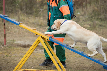 dog descending on dog walk obstacle in agility trial