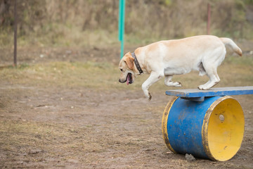 dog descending on dog walk obstacle in agility trial