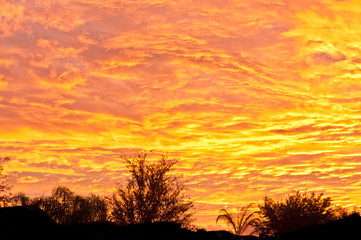 Naklejka premium Sunrise on a winter day of a tropical landscape, with golden clouds and bare trees