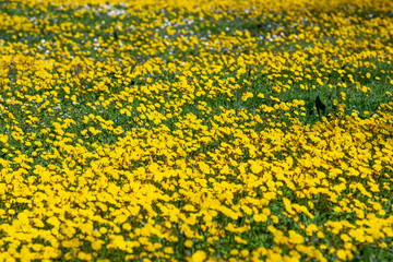 Yellow flowers field