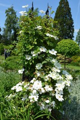 Kwitnące białe powojniki, Clematis © Ewa