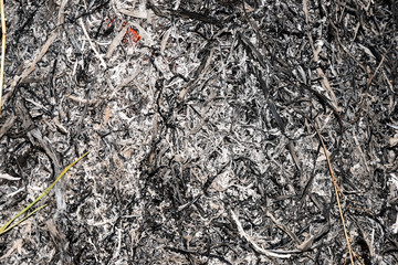 Charred wood burning down in the fire glow, close-up