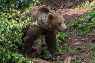 brown bear in croatia