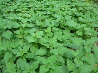 Poletko młodej pokrzywy, Urtica