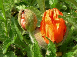 Mak syberyjski, czerwone pąki, Papaver nudicaule © Ewa