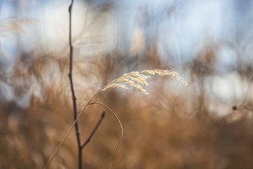 Obraz premium Image of golden Autumn withered grass on blue sky background