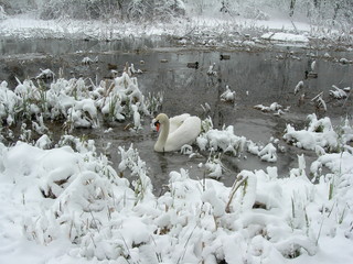 Pojedyczny łabędż w wodzie w obfitym sniegu © Ewa